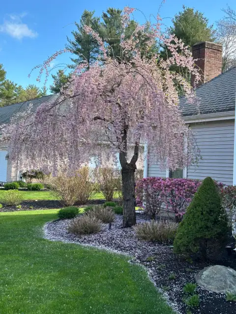 Weeping tree in a landscaped bed